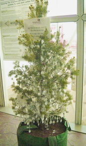 What looks like a christmas tree is actually a study subject: Bentley's team, including several UA undergraduate students, carefully attached labels to every single branch of several trees to keep track of them. (Photo courtesy of Lisa Patrick Bentley) What looks like a christmas tree is actually a study subject: Bentley's team, including several UA undergraduate students, carefully attached labels to every single branch of several trees to keep track of them. (Photo courtesy of Lisa Patrick Bentley)